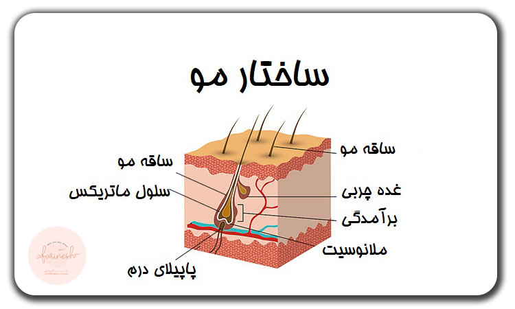 ریشه و ساقه مو