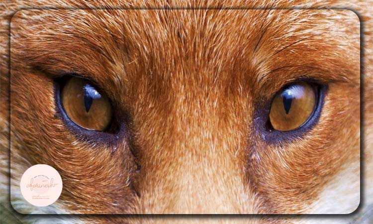 عمل بلفاروپلاستی چشم روباهی چیست؟