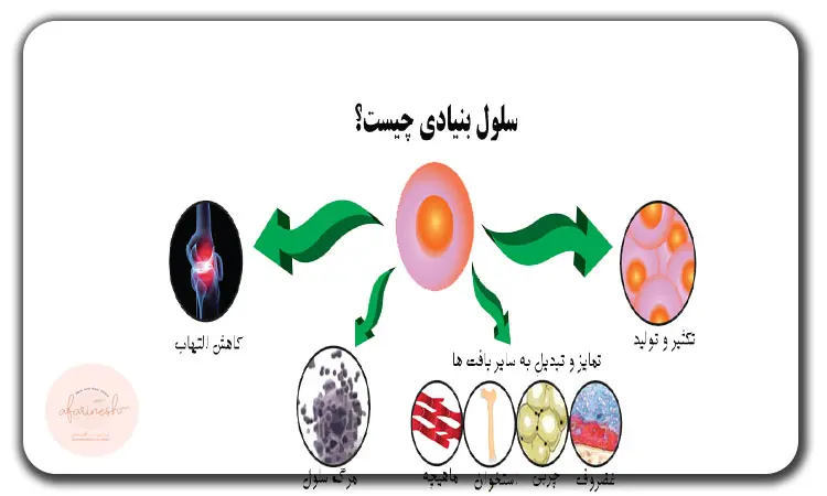 سلول بنیادی چیست