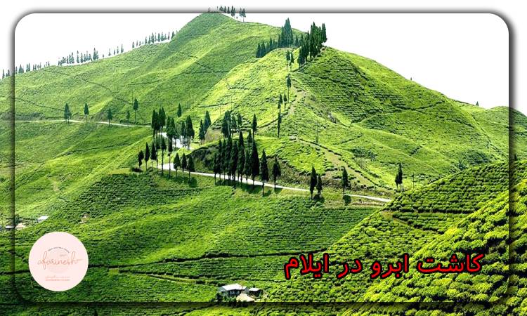 کاشت ابرو در ایلام