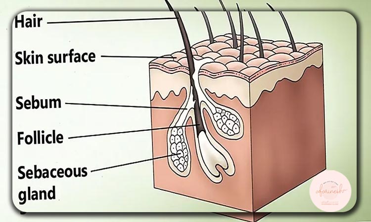 غدد سباسه مو (Sebaceous glands)
