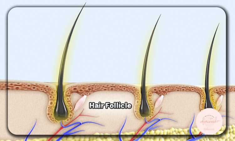 ساختار و فولیکول مو (Hair Follicle)