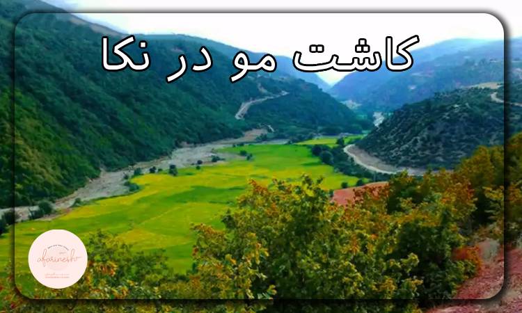 کاشت مو در نکا