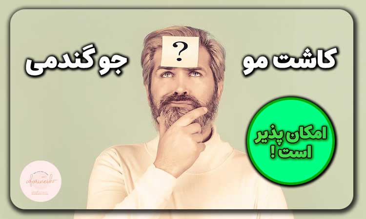 کاشت مو جو گندمی