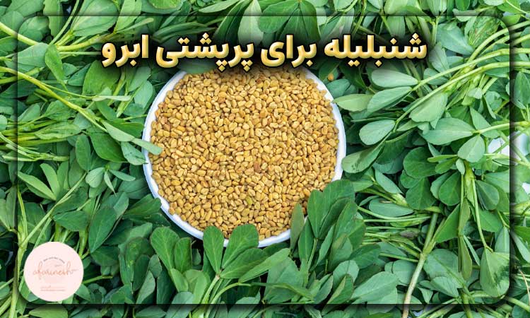 شنبلیله